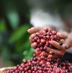 Nescafé Dolce Gusto Latte Macchiato Capsules - 90 Koffiecups -Koffiedrank Winkel 1190x1200