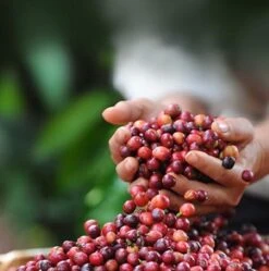 Nescafé Dolce Gusto Cortado Espresso Macchiato Capsules - 90 Koffiecups -Koffiedrank Winkel 1192x1200