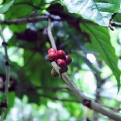 Kopi Luwak Koffie. 35 Gram Ongemalen Bonen. Direct Trade. Single Origin. The Original By Rich.Exclusive. 25 Kopi Luwak Koffie. 35 Gram Ongemalen Bonen. Direct Trade. Single Origin. The Original By Rich.Exclusive. -Koffiedrank Winkel 1200x1200 135