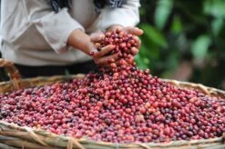 Starbucks Blonde Espresso Roast Koffiebonen - 4 Zakken à 450 Gram -Koffiedrank Winkel 1200x798 2