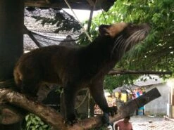 Kopi Luwak Koffie. 35 Gram Ongemalen Bonen. Direct Trade. Single Origin. The Original By Rich.Exclusive. 20 Kopi Luwak Koffie. 35 Gram Ongemalen Bonen. Direct Trade. Single Origin. The Original By Rich.Exclusive. -Koffiedrank Winkel 1200x900 2