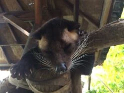 Kopi Luwak Koffie. 35 Gram Ongemalen Bonen. Direct Trade. Single Origin. The Original By Rich.Exclusive. 21 Kopi Luwak Koffie. 35 Gram Ongemalen Bonen. Direct Trade. Single Origin. The Original By Rich.Exclusive. -Koffiedrank Winkel 1200x900 3