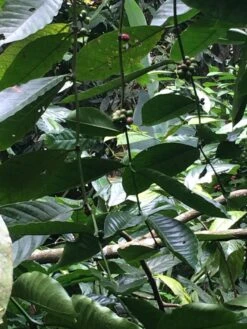 Kopi Luwak Koffie. 35 Gram Ongemalen Bonen. Direct Trade. Single Origin. The Original By Rich.Exclusive. 19 Kopi Luwak Koffie. 35 Gram Ongemalen Bonen. Direct Trade. Single Origin. The Original By Rich.Exclusive. -Koffiedrank Winkel 900x1200 1